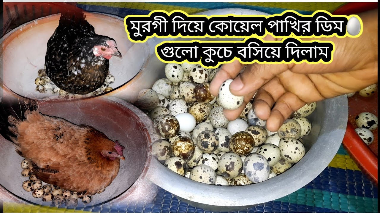কোয়েল পাখির ডিম🐣গুলো মুরগি দিয়ে কুচে বসিয়ে দিলাম Quail