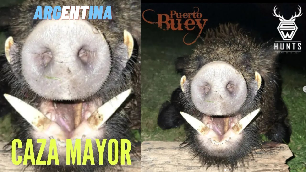 Directos desde Coto de Caza Puerto Buey. Jabal&iacute;es y Axis. Temporada 2022