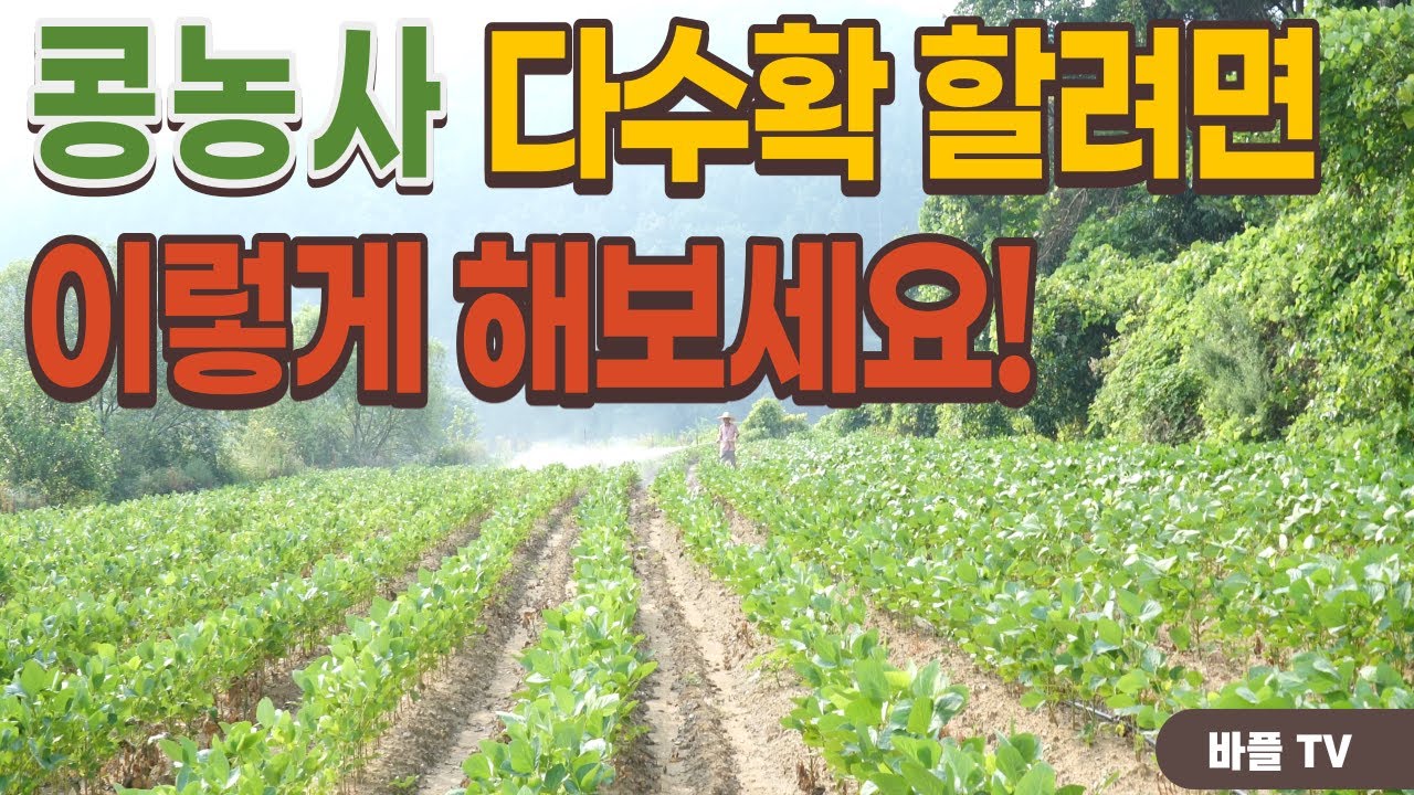 [바플티비]콩농사 다수확 방법에 대한 비법공개!