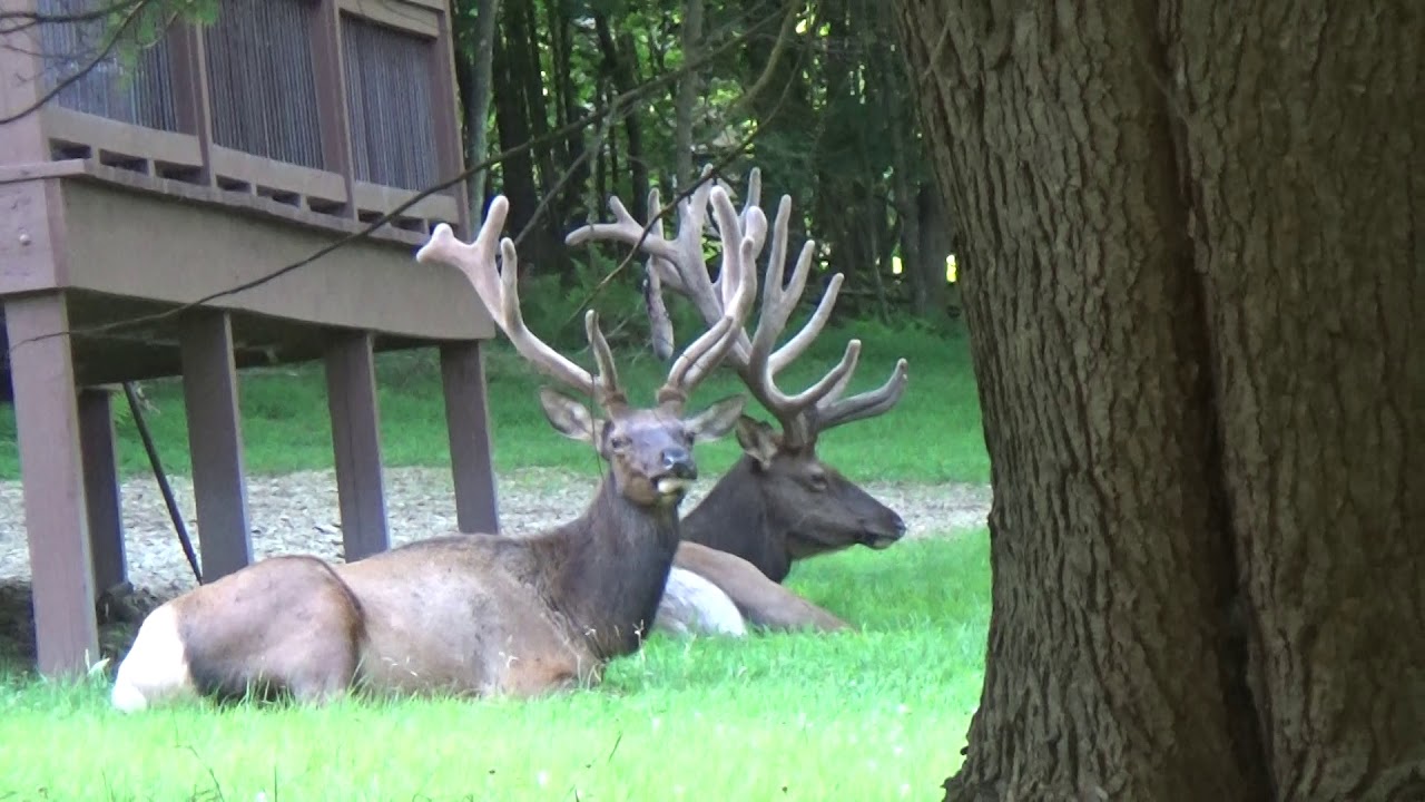 Sinnemahoning Vacation 2020