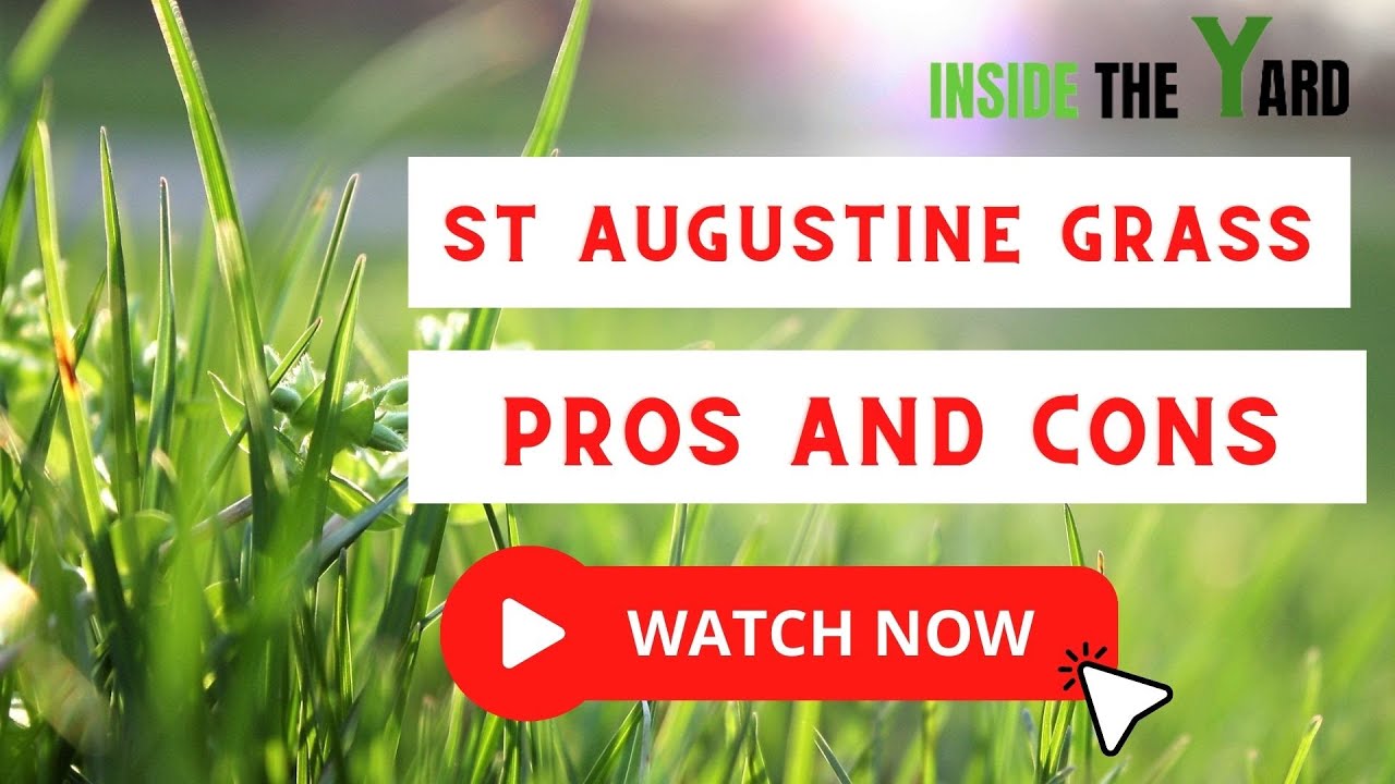 [ Must know Before Buy] St Augustine Grass Pros And Cons