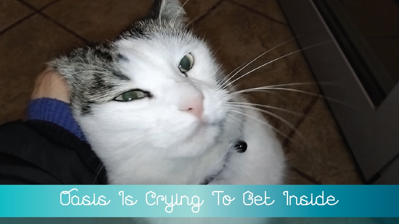 ✨ Oasis Is Crying To Get Inside ✨