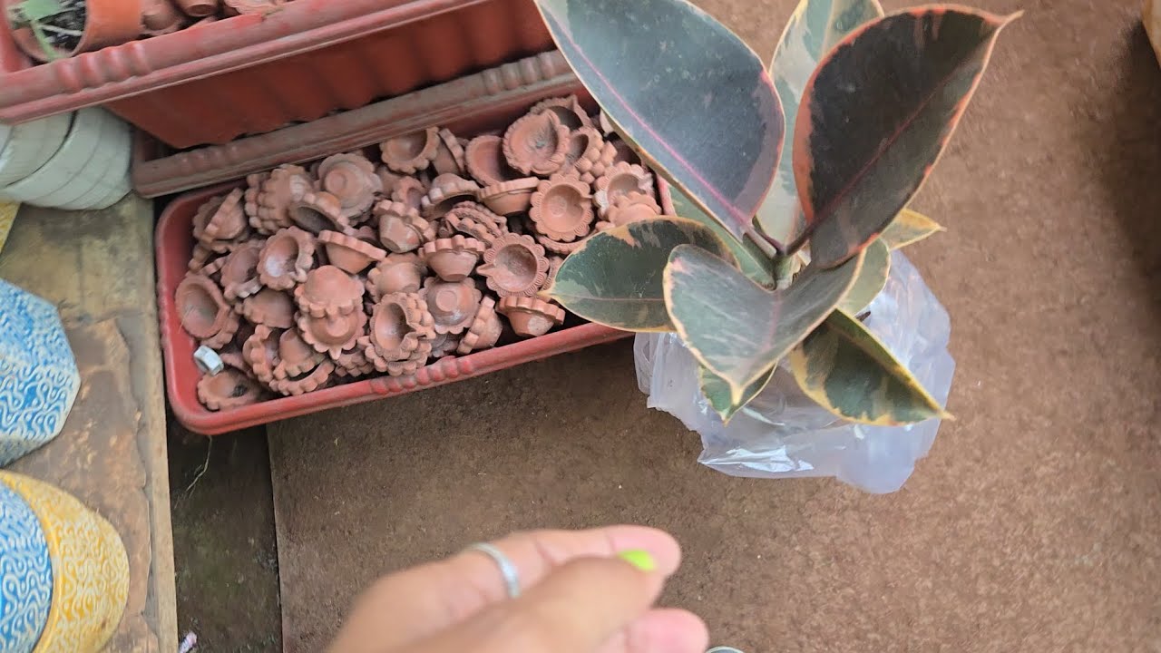 Finally robber plant 🪴 mil gyi 😊 @supermomvlog03 