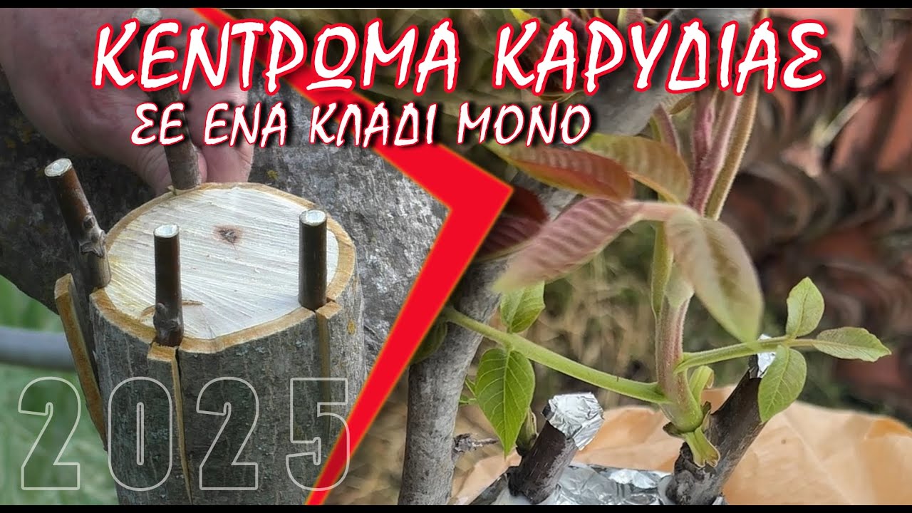 ΜΠΟΛΙΑΣΜΑ ΚΑΡΥΔΙΑΣ