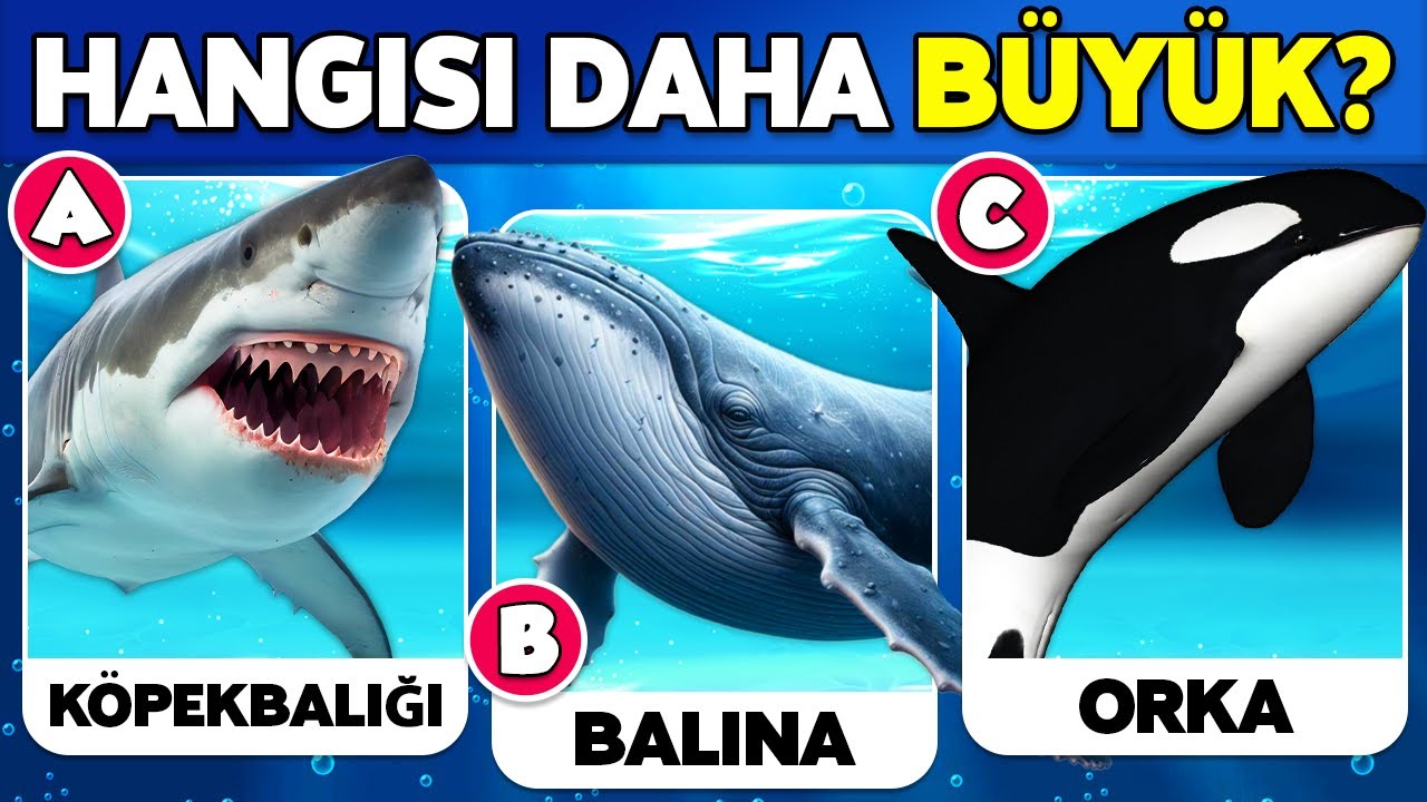 ✅ DENİZ HAYVANLARI Hakkında Ne Kadar Bilgilisin? 🐳🐬🐠 Genel Kültür Bilgi Yarışması