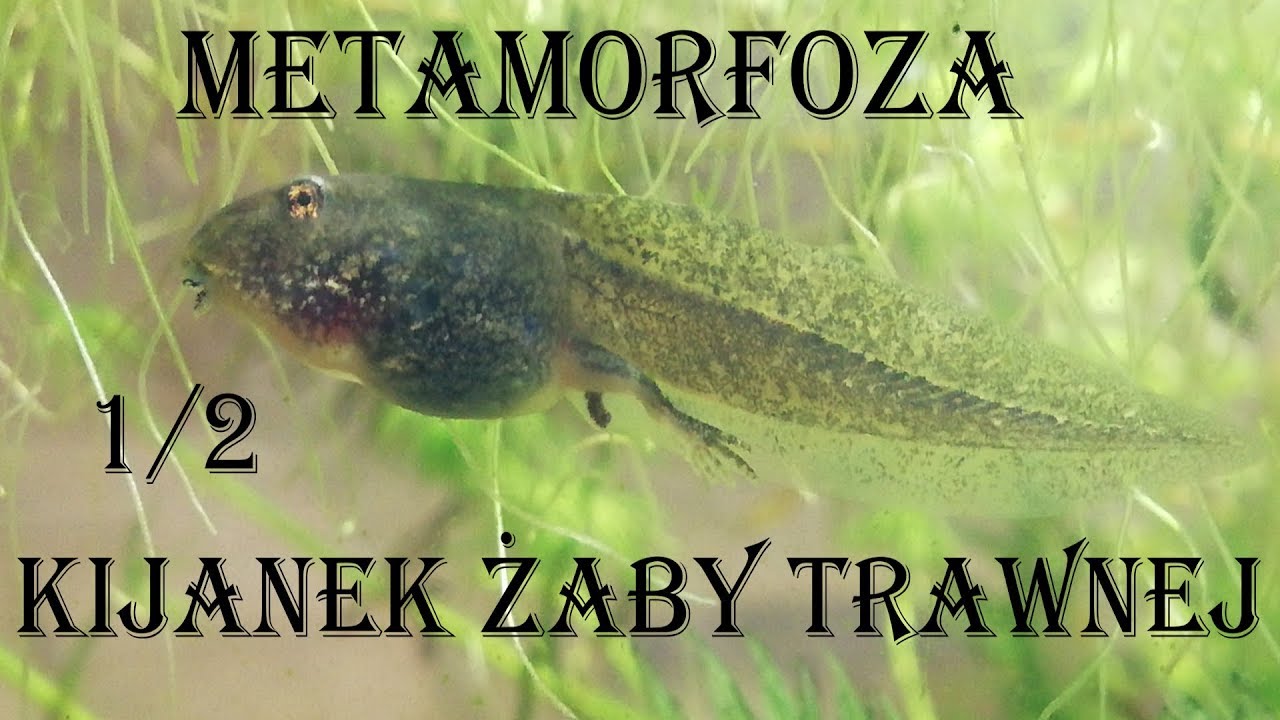 Metamorfoza kijanek żaby trawnej część 1/2