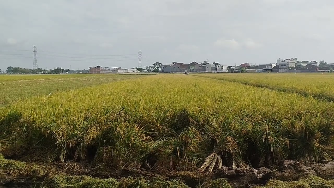 Panen padi satu hektar dengan mesin combine 