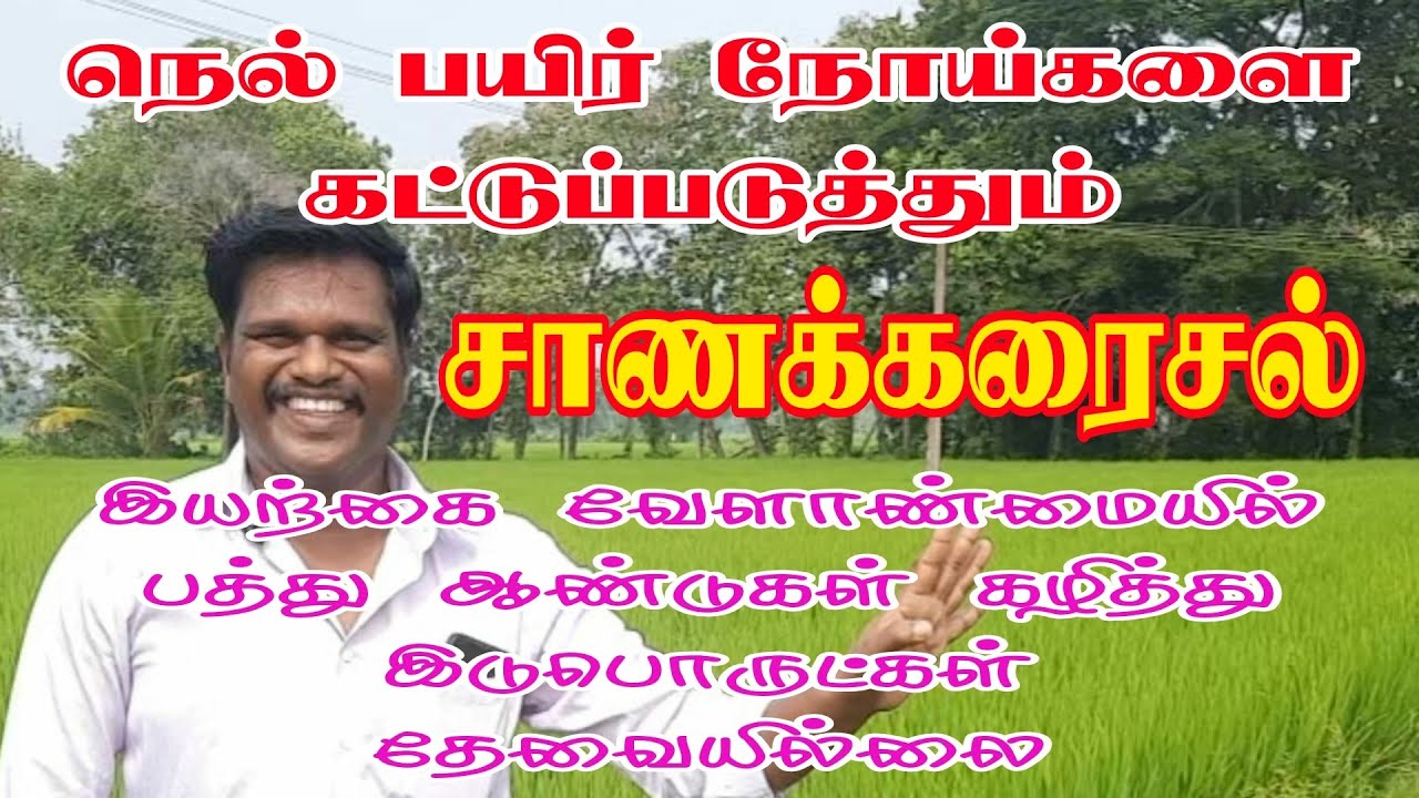 நெல் பயிர் நோய்களை கட்டுப்படுத்தும் பசுஞ்சாண கரைசல்