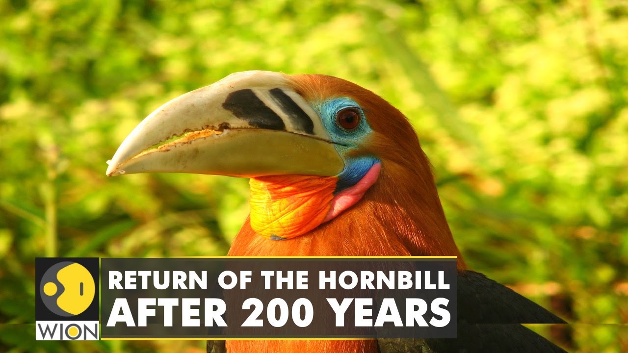 The return of Rufous-Necked Hornbill to Nepal | WION Climate Tracker | World News | English News