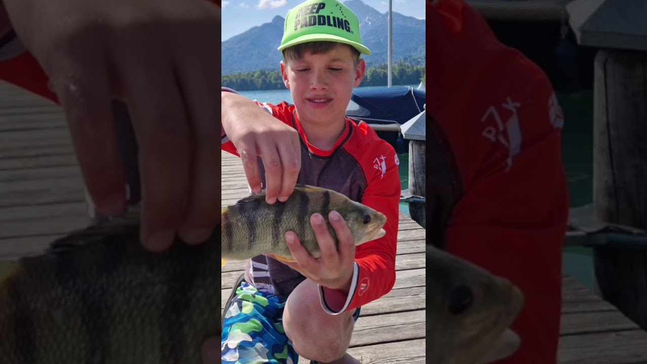 #austria #allps trophy#okoń#ryby#fishingvideo #supmiki#37cm