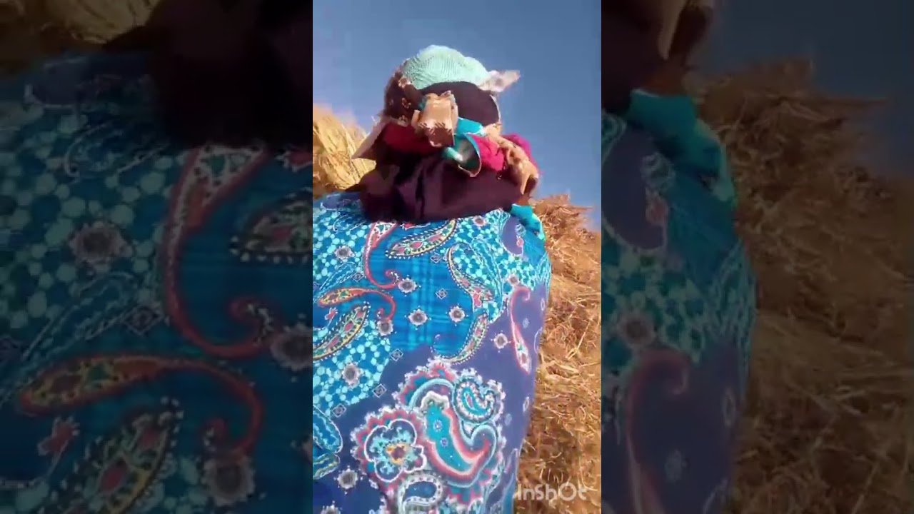 مي يامنة كتجمع الحصاد في اجواء جميلة صهد 🦺