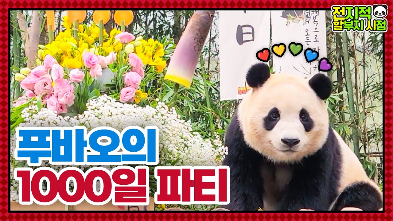 (SUB) 1000-дневная гигантская панда💗│Семейство панд🐼