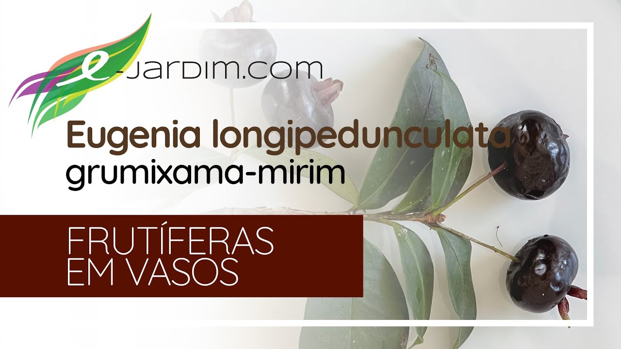 Eugenia longipedunculata / grumixama-mirim - Frutíferas em Vasos | Sítio E-Jardim