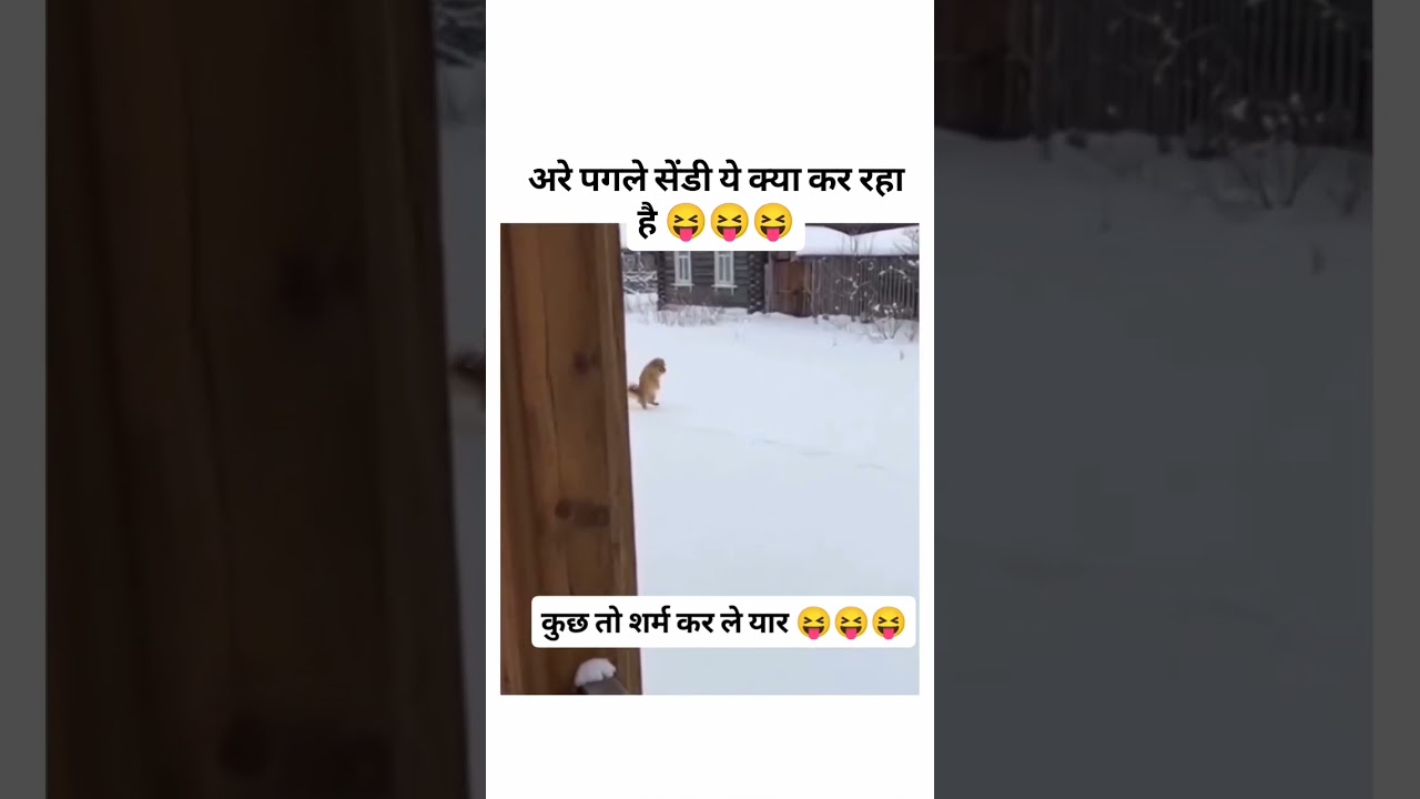 animal Lovers Like channel subscribe karo