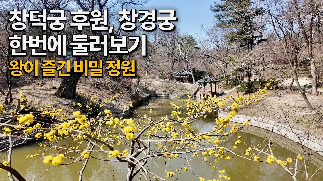 봄의 궁궐, 홍매화가 전부가 아니네요. 창덕궁 후원이 &lsquo;서울의 보물&rsquo;이라 불리는 진짜 이유&hellip; 그리고 말이 필요 없는 창경궁