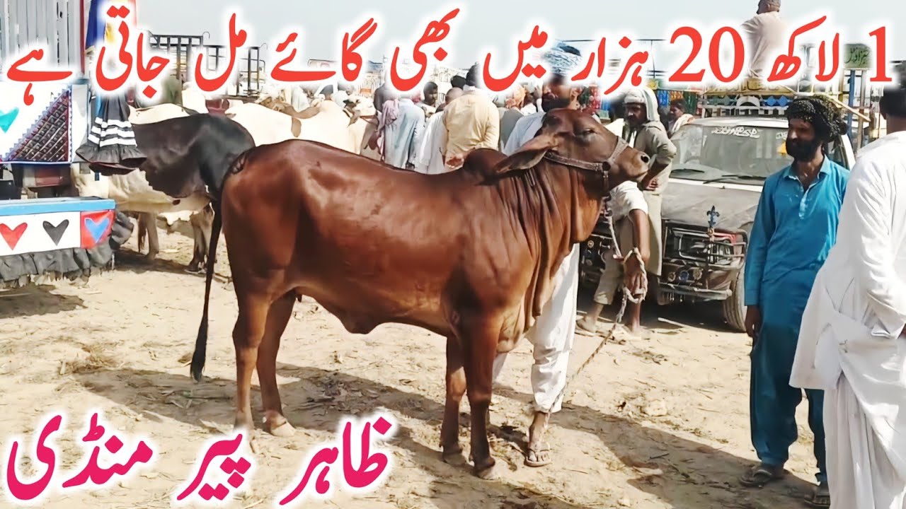 Zahir Pir Cow Mandi Nukri Gulabi Cholistani Khanger Cow | Zahir Pir Mandi || Global Village Farming