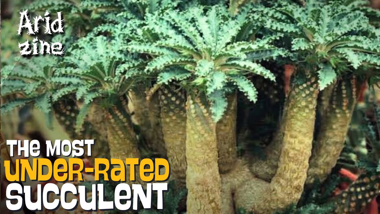 Everything about Dorstenias, the succulent miniature palm groves