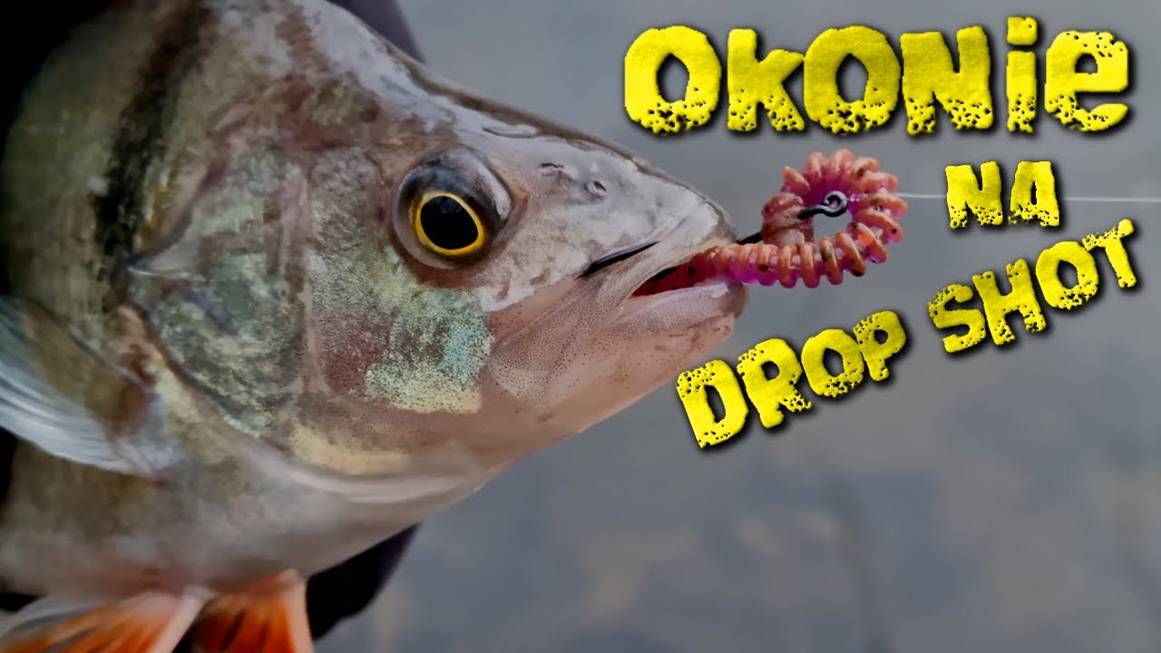 HURTOWE ilości okoni na DROP SHOT !  👉  ACTIVE SLUG 5cm