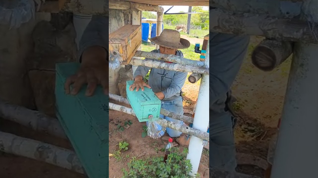 Abelhas sem ferrão, uma terapia cuidar desses bichinhos ..