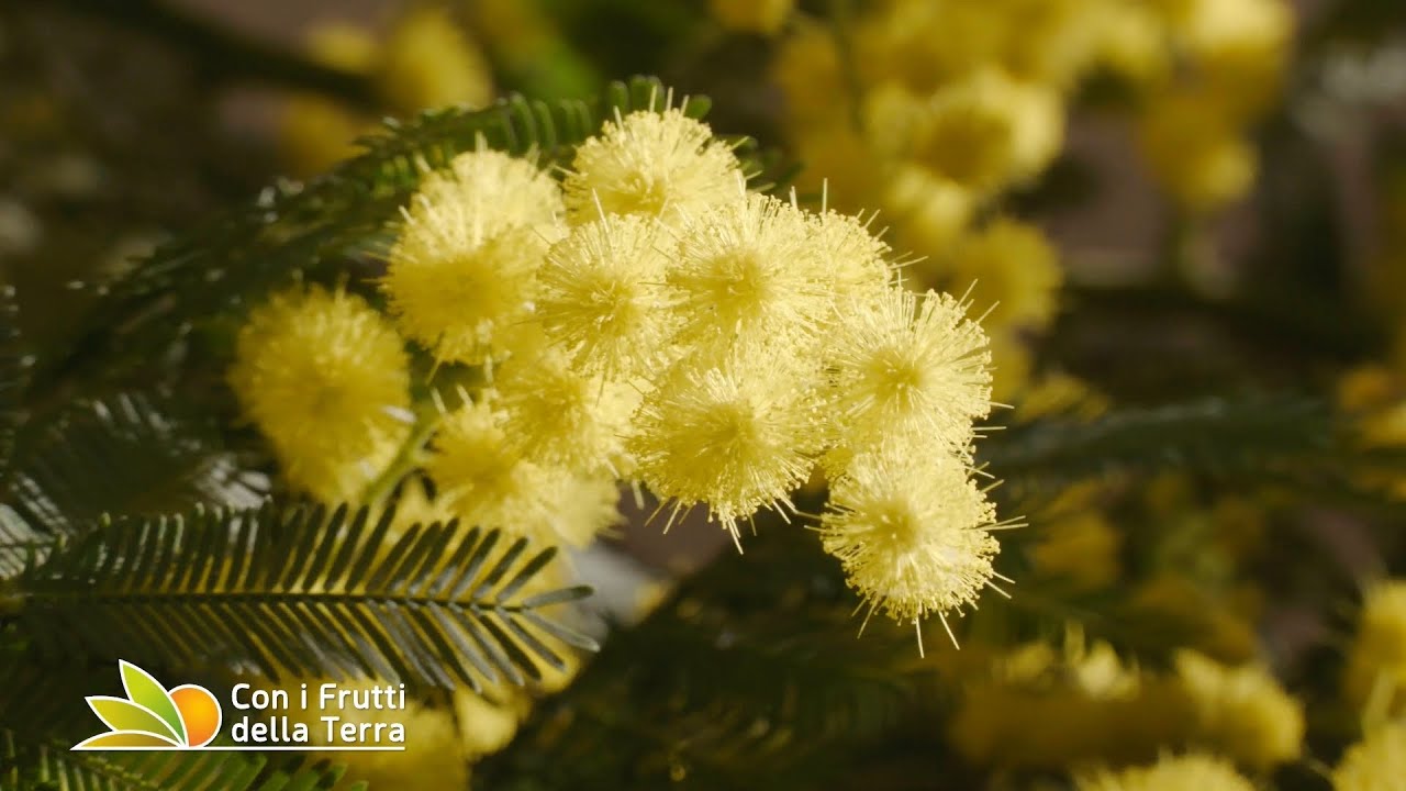 Mimosa: storia, caratteristiche botaniche e curiosità del fiore simbolo della festa della donna