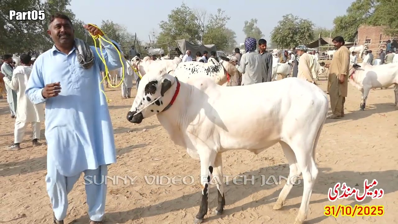 Today Domail Mandi Fatehjang Rate&rsquo;s update031/Oct2025-Part05Sunny Video Fateh Jang Cow Mandi 2025