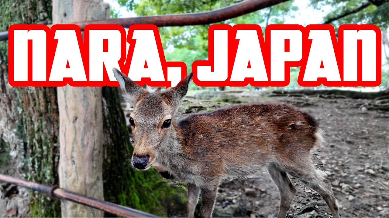 First Trip to Japan? Go to NARA! 🇯🇵🦌 4K UHD Walk in Deer City during mating season | Binaural Audio