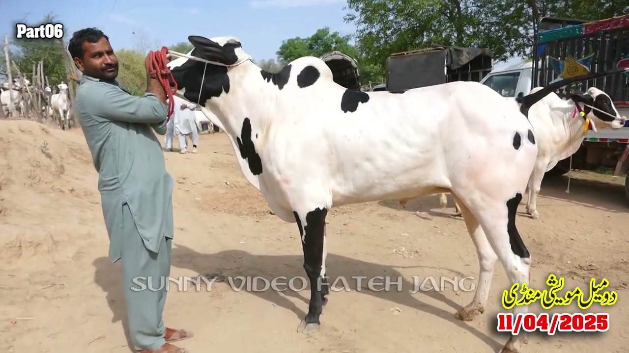 Today Domail Mandi Fatehjang Rate’s update11-Apr2025-Part06Sunny Video Fateh Jang Cow Mandi 2025