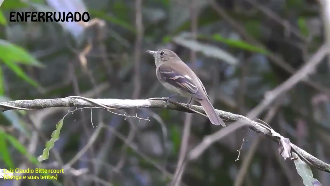 PÁSSAROS DO PARQUE ATALAIA (Macaé RJ) -   82 tipos  08-03-2026