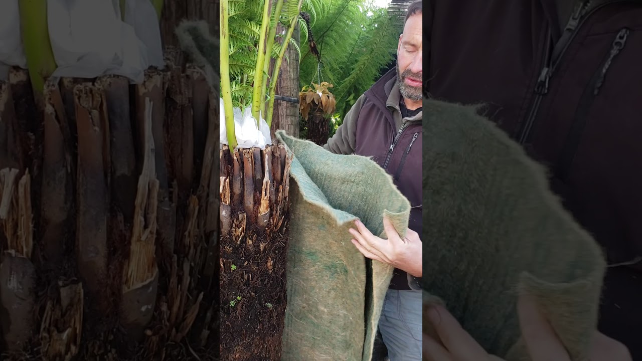 Winter protection of tree ferns