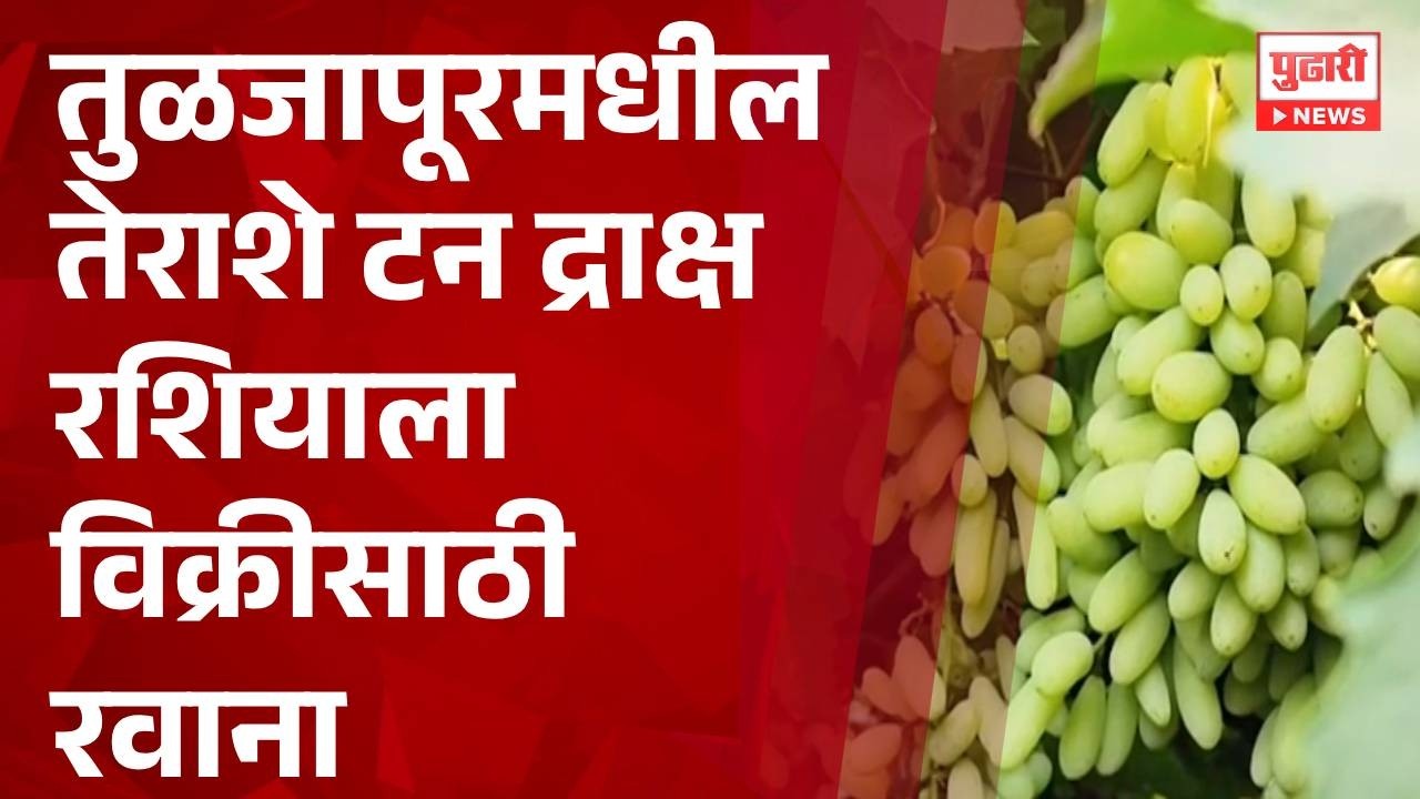 Pudhari News | तुळजापूरमधील तेराशे टन द्राक्ष रशियाला विक्रीसाठी रवाना