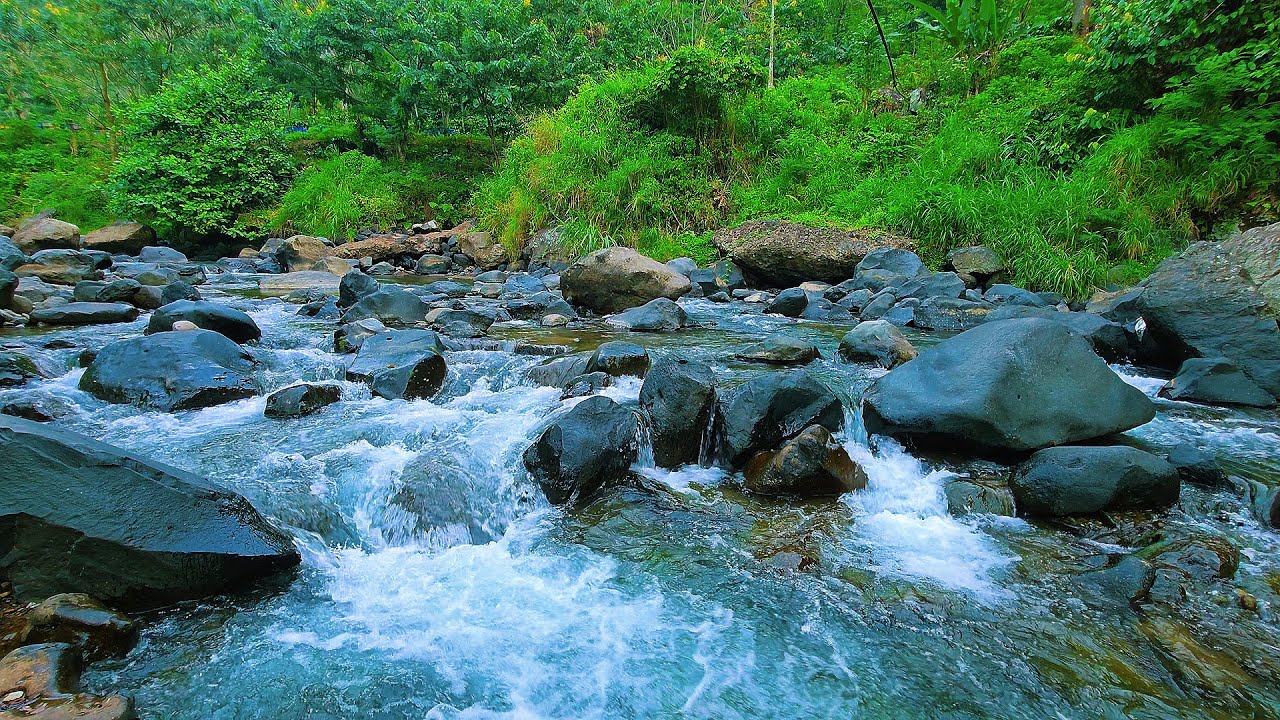 Peaceful Forest Ambience – Forest Creek & Birdsong – Soothing Nature Sounds