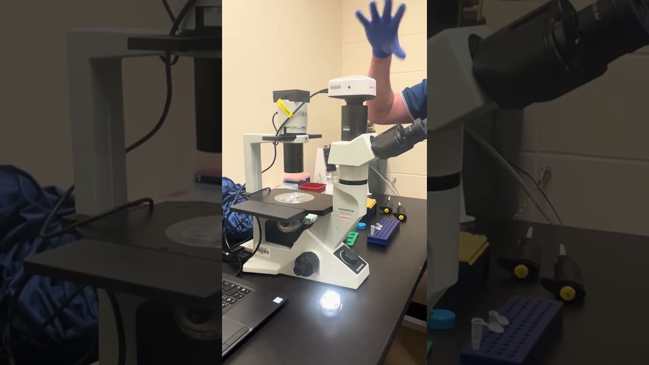 Skill Check 2 - Subculturing and Counting