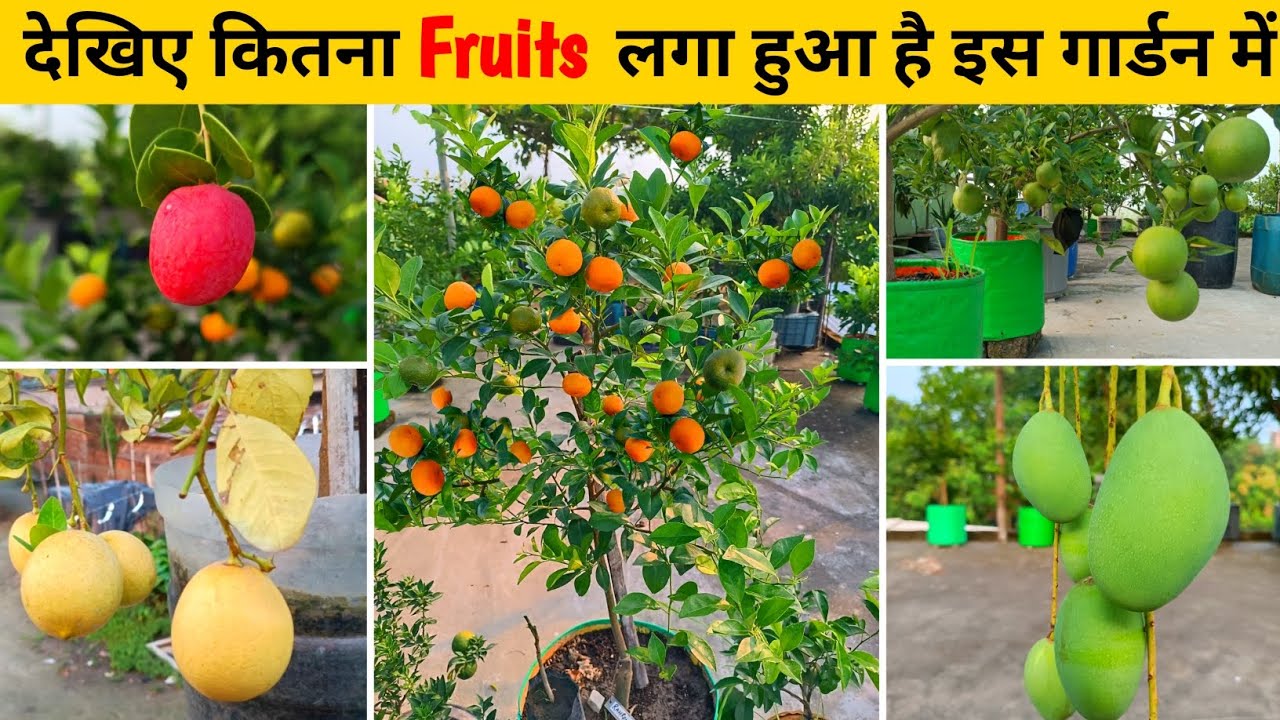 Best Fruits Plants For Terrace garden in October | Terrace Garden Overview | Terrace Garden Tour