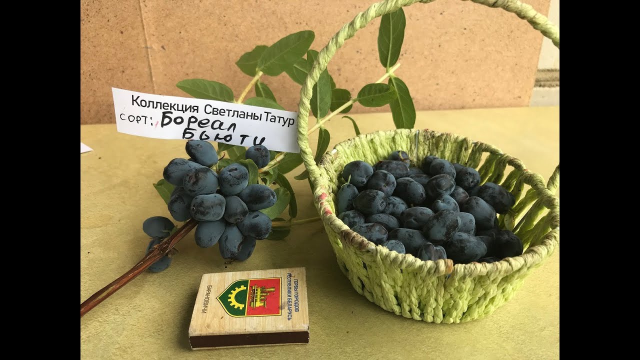 ЖИМОЛОСТЬ.  Бакчарские и канадские сорта. Обзор урожая сезона - 2020.