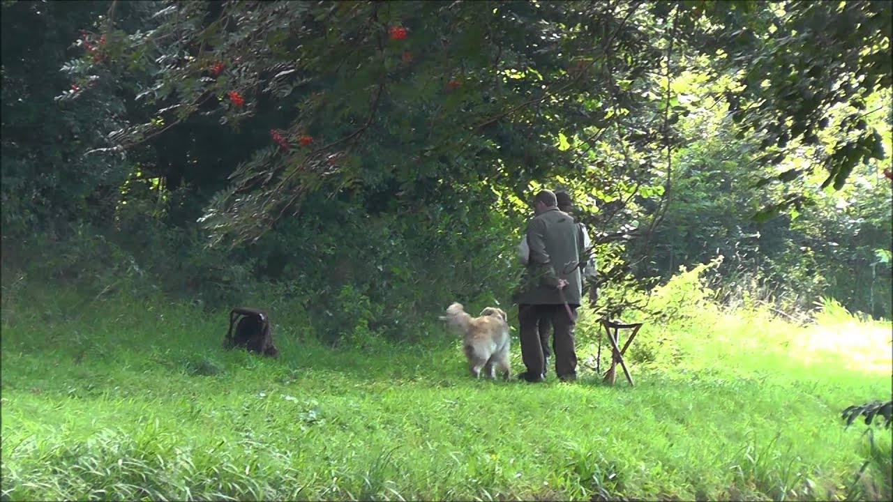 KNJV proeven Uffelte 29 aug. 2015 met Unique