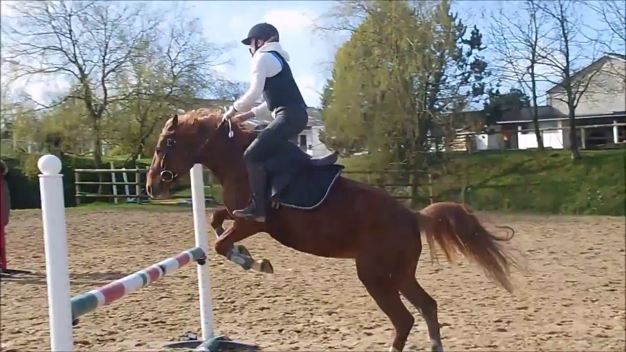 Cours d'obstacle Galop 5 - Etrier Cherbourgeois