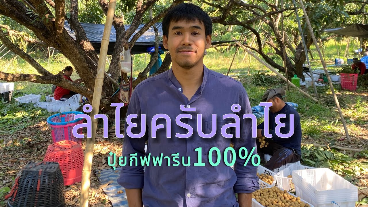 ลำไย44ต้น