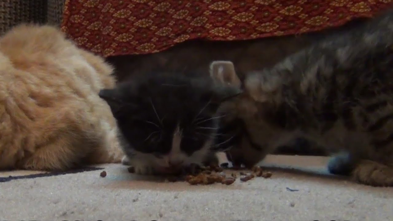 Tiny Starving Kitten Found a Human While Searching for His Mother He Aggressively Protects His Food