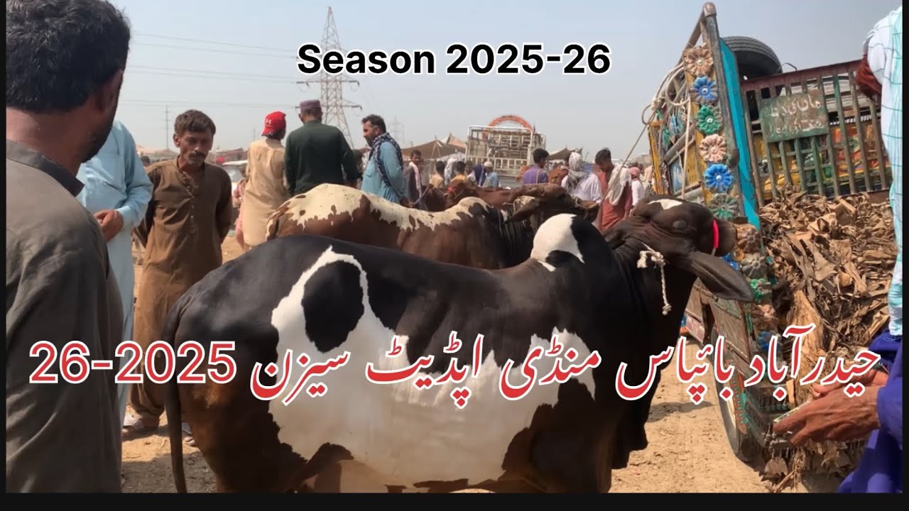 New season 2025-26 Qurbani | Hyderabad bypass Mandi latest update 26-06-2024