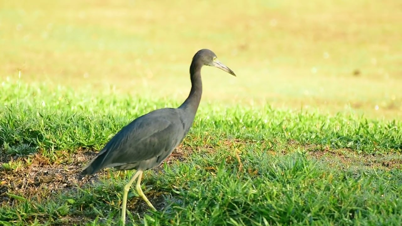 Little Blue Heron