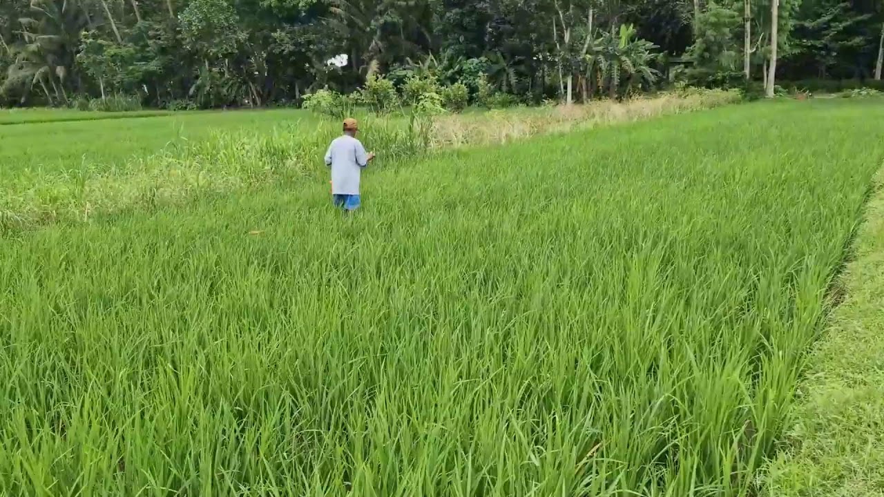 RICE FARMING HACK: HOW TO SPREAD UREA FERTILIZER WITHOUT GLOVES! -Agriculture Farming