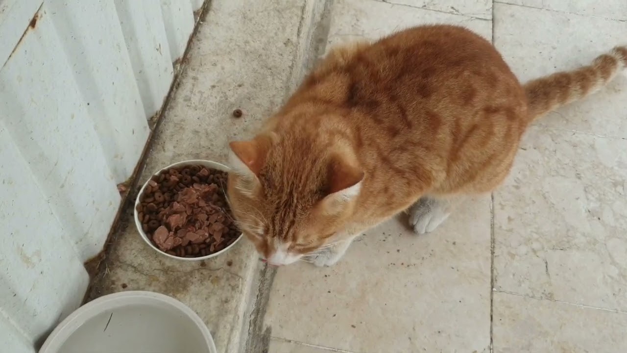 Kapımıza geleni geri çevirmedi Hülya abla #kedi 