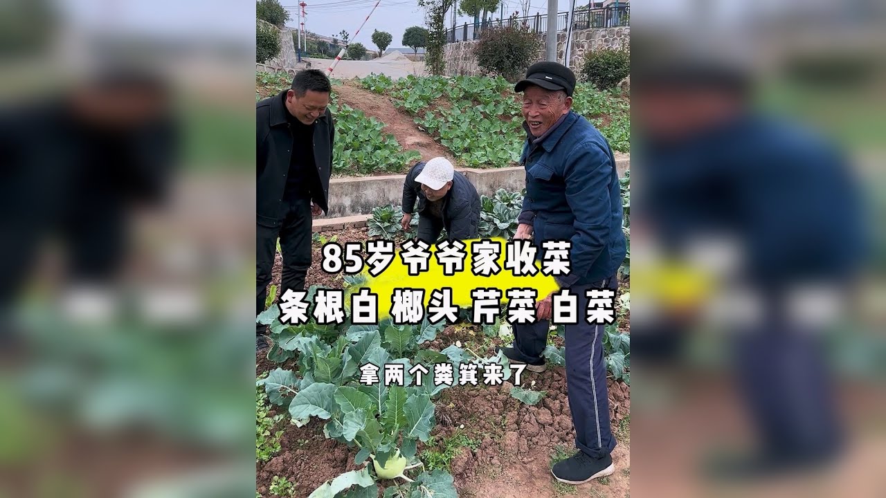 又回乡下爷爷家收菜了，爷爷喜欢吃扣肉，做了一碗扣肉给爷爷吃，勤劳朴实的爷爷在乡里种的条根白、大白菜、芹菜、榔头。爷爷种的菜比市场的菜好吃多了