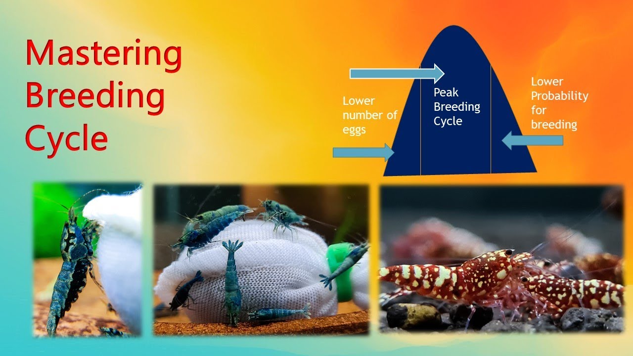 Mastering Breeding Cycle