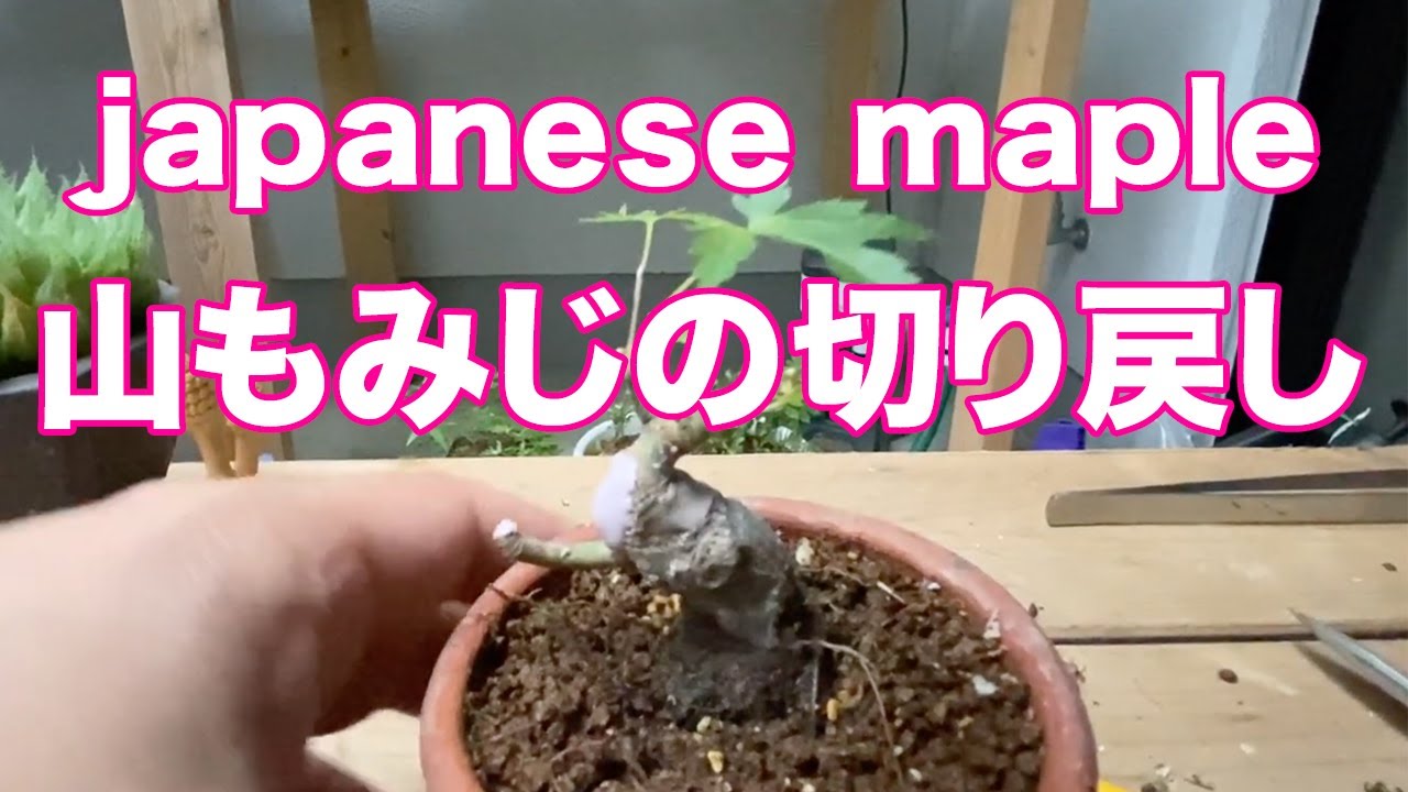 【YMJ11】山もみじを切り戻す