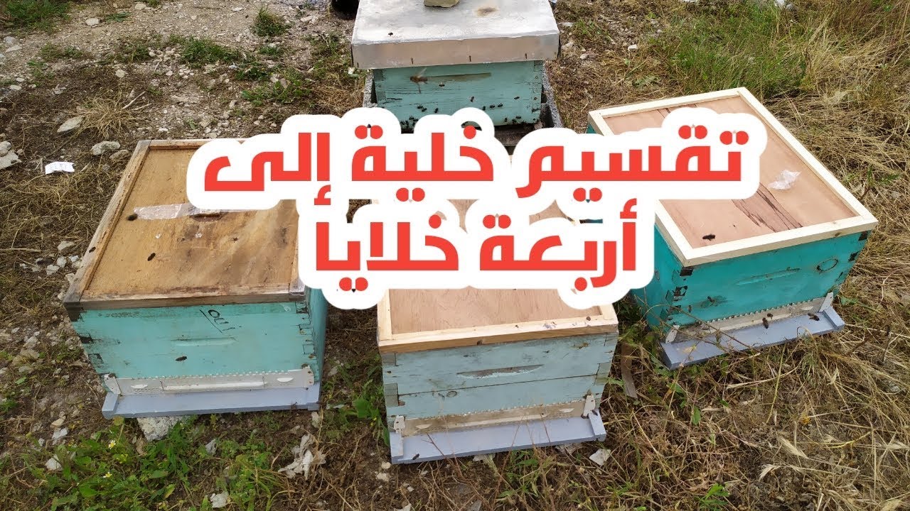 تقسيم خلية نحل إلى أربعة خلايا باستعمال ملكات جاهزة