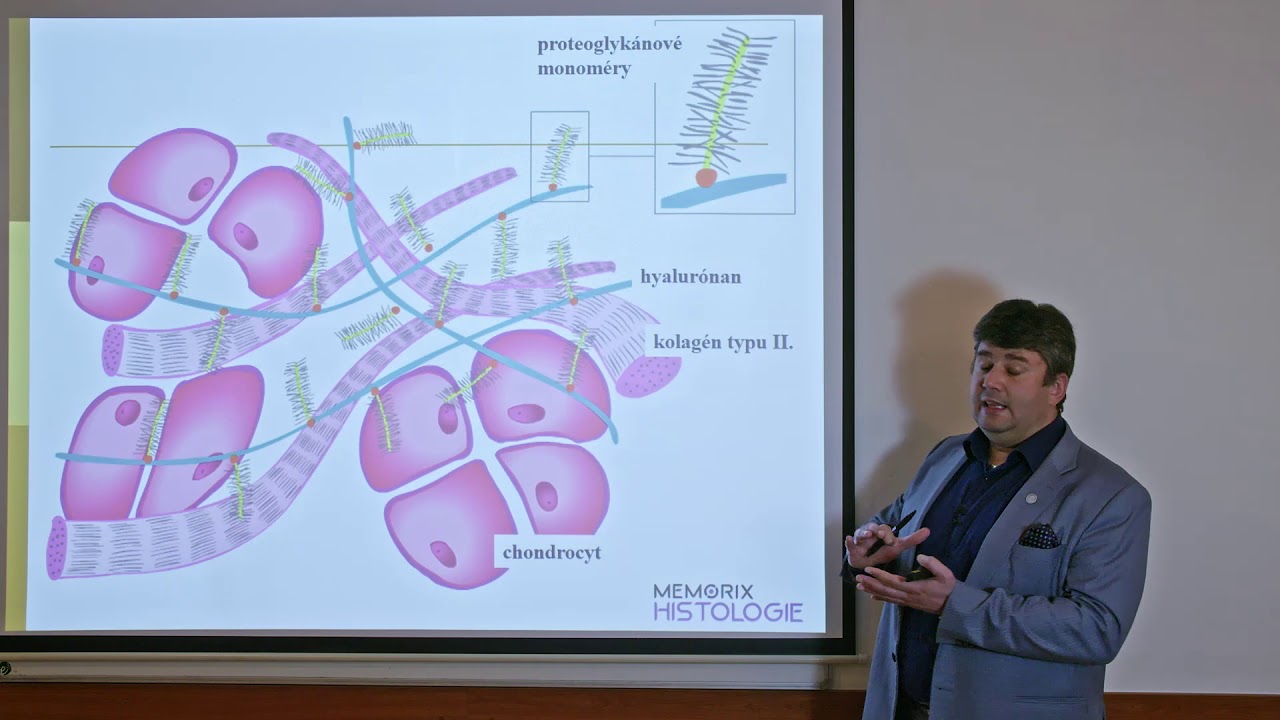 Všeobecná histológia: Chrupka, kostné tkanivo a osifikácia