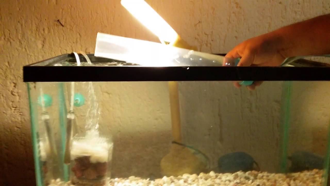 Como sifónear tu acuario...