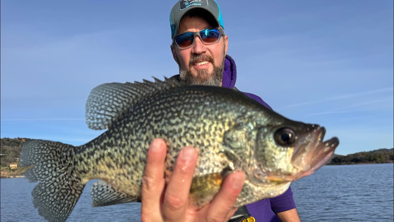 3 Pound crappie are in Clear Lake California