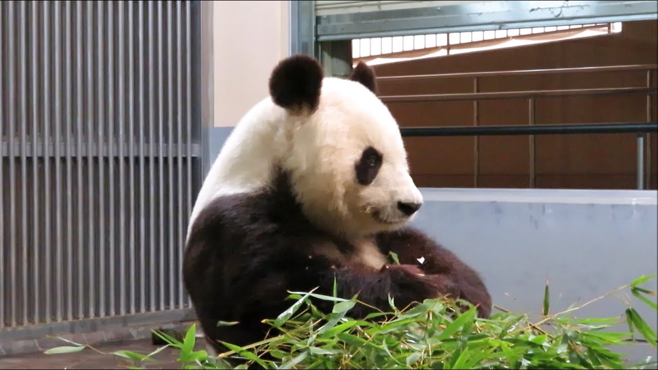 4/29タケノコを食べるタンタン